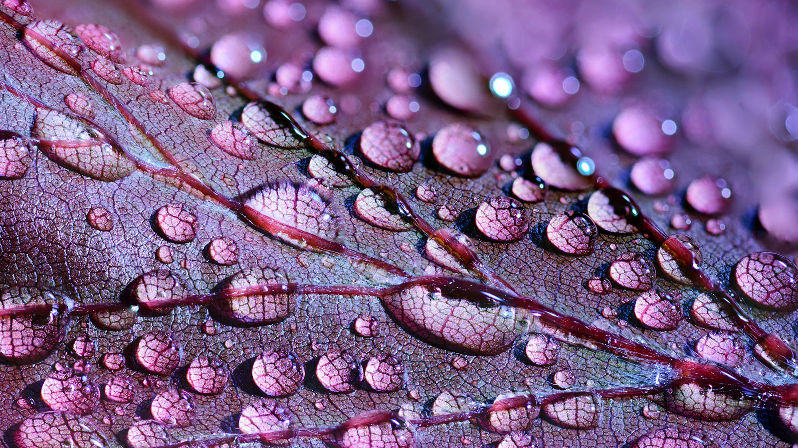 Introducing QleanUP: A HOLISTIC APPROACH TOWARDS HIGH QUALITY URBAN WATER THROUGH EFFECTIVE MONITORING AND URBAN WATER MANAGEMENT PLANNING