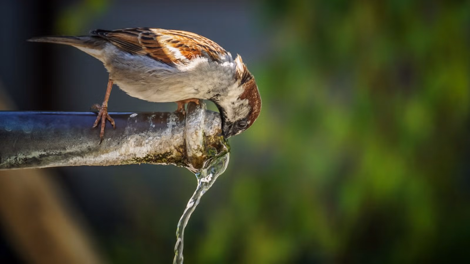 Source to tap urban water and ecosystem services management